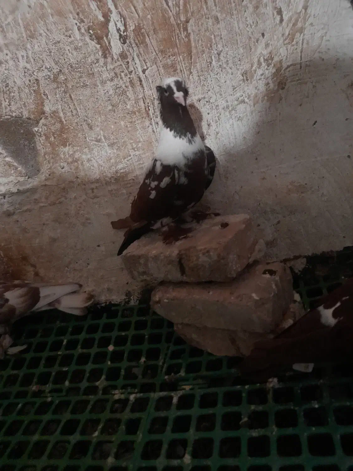 قرمزی|پرنده|اردبیل, |دیوار