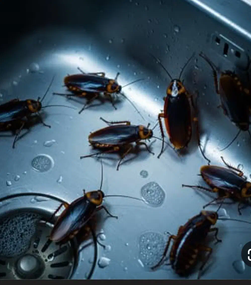 سم پاشی سوسک وساس|خدمات نظافت|حمیدیا, |دیوار