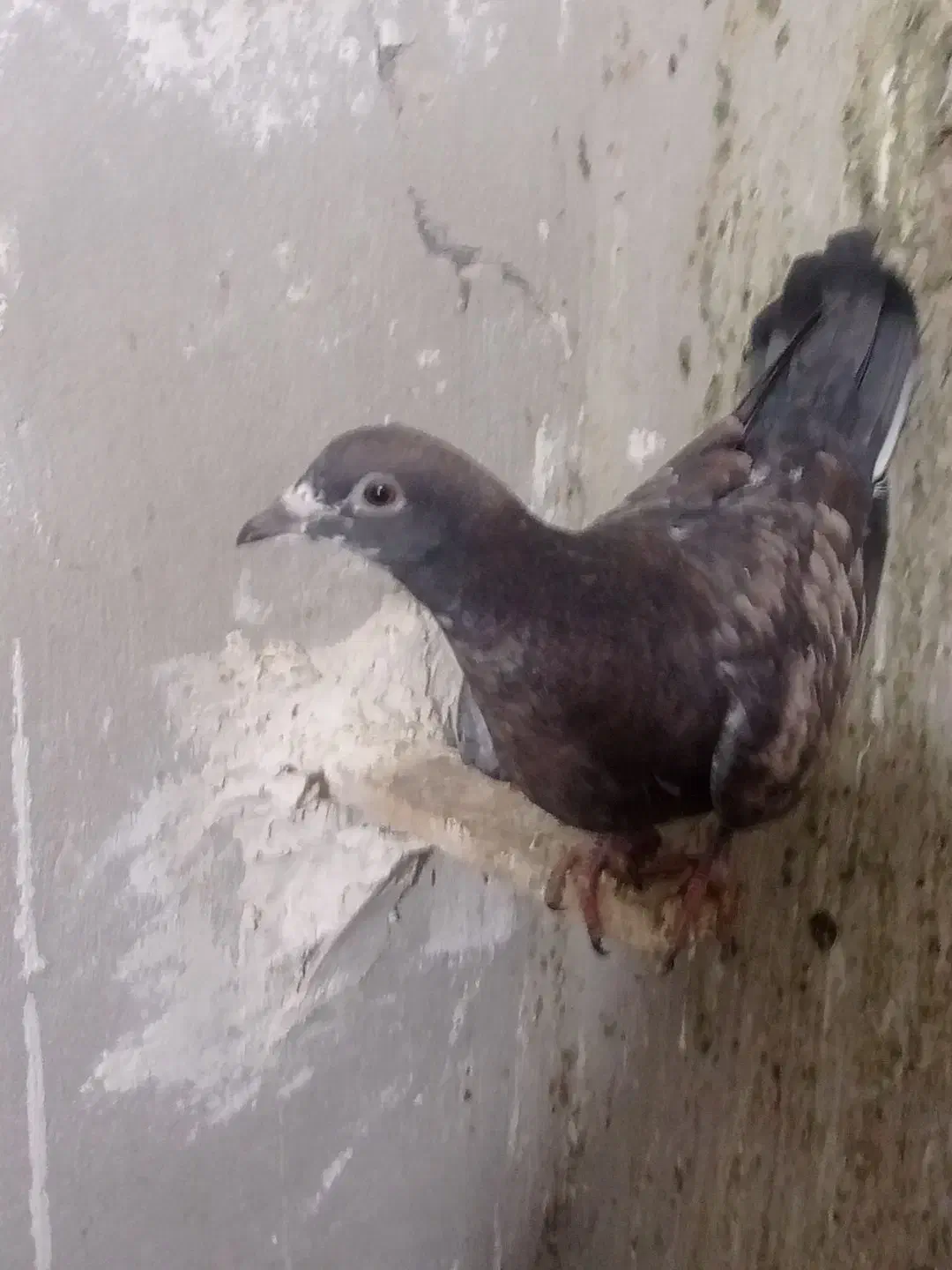 کبوتر...|پرنده|تایباد, |دیوار