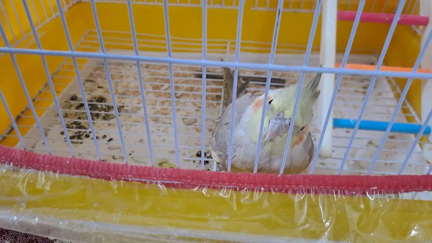 عروس هلندی|پرنده|سبزوار, مدرس|دیوار