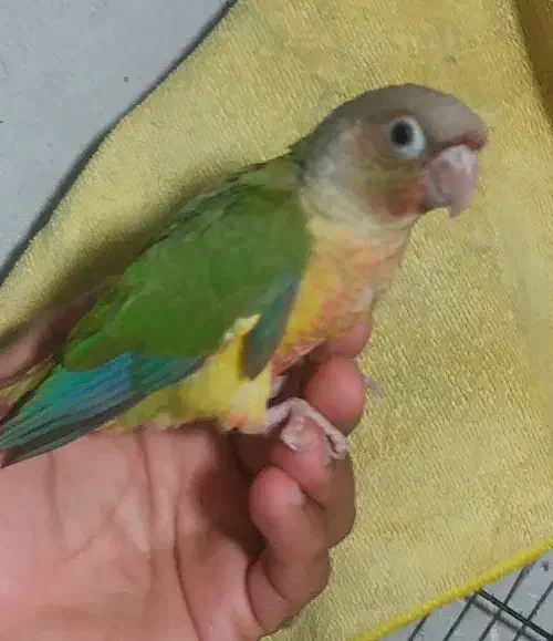 جوجه طوطی گرینچیک سرلاکی تا دونه خور گرین جیک|پرنده|بندرعباس, |دیوار