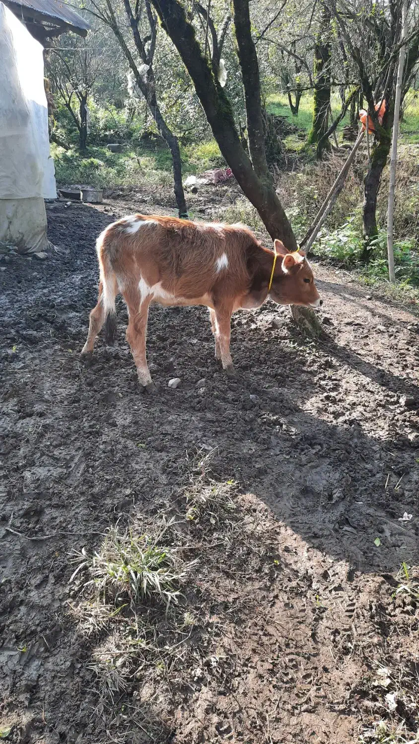 تعدادی گوساله(نروماده)|حیوانات مزرعه|توتکابن, |دیوار