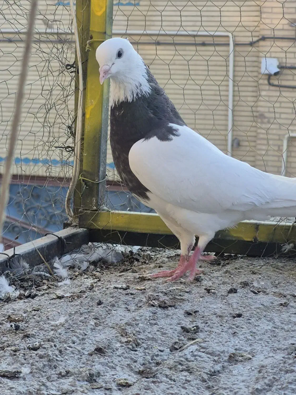 طوقی هفت رنگ|پرنده|بافق, |دیوار