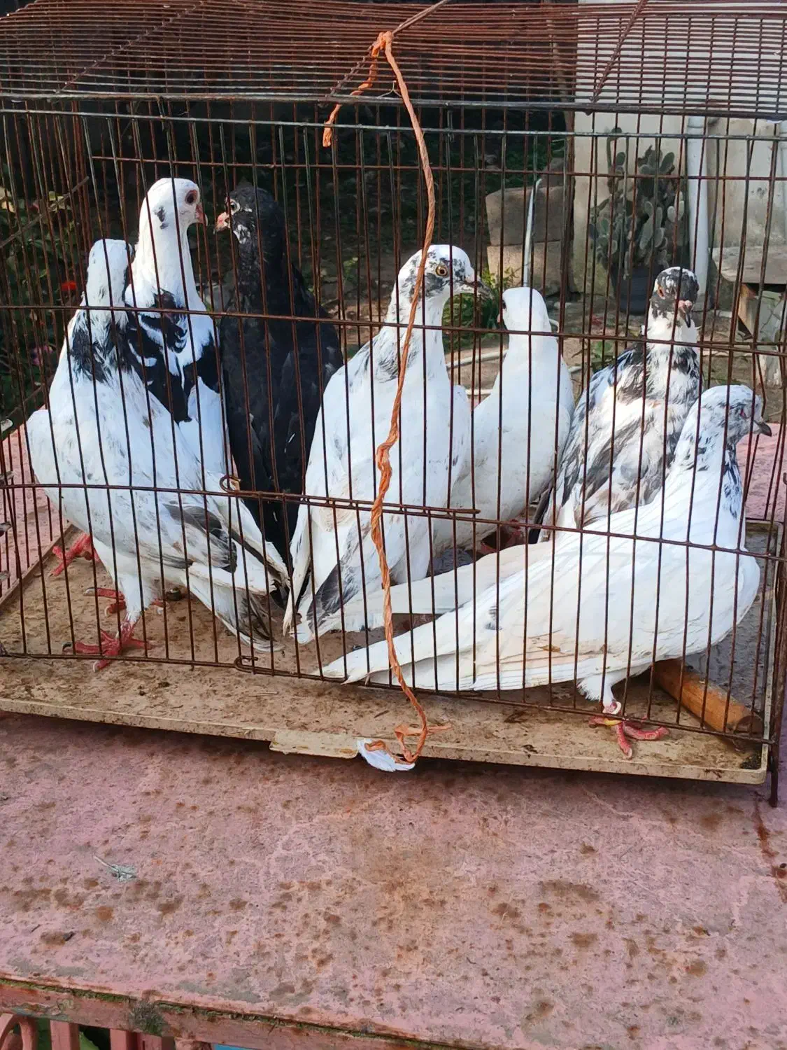 کبوترخوشگل پرشی نر وماده بالغ سالم سرحال|پرنده|صومعه‌سرا, |دیوار