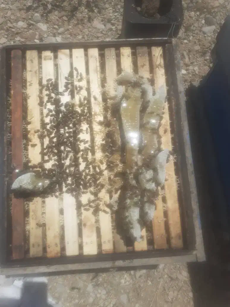 عسل گون کوهرنگ|خوردنی و آشامیدنی|شاهین‌شهر, گزبرخوار|دیوار