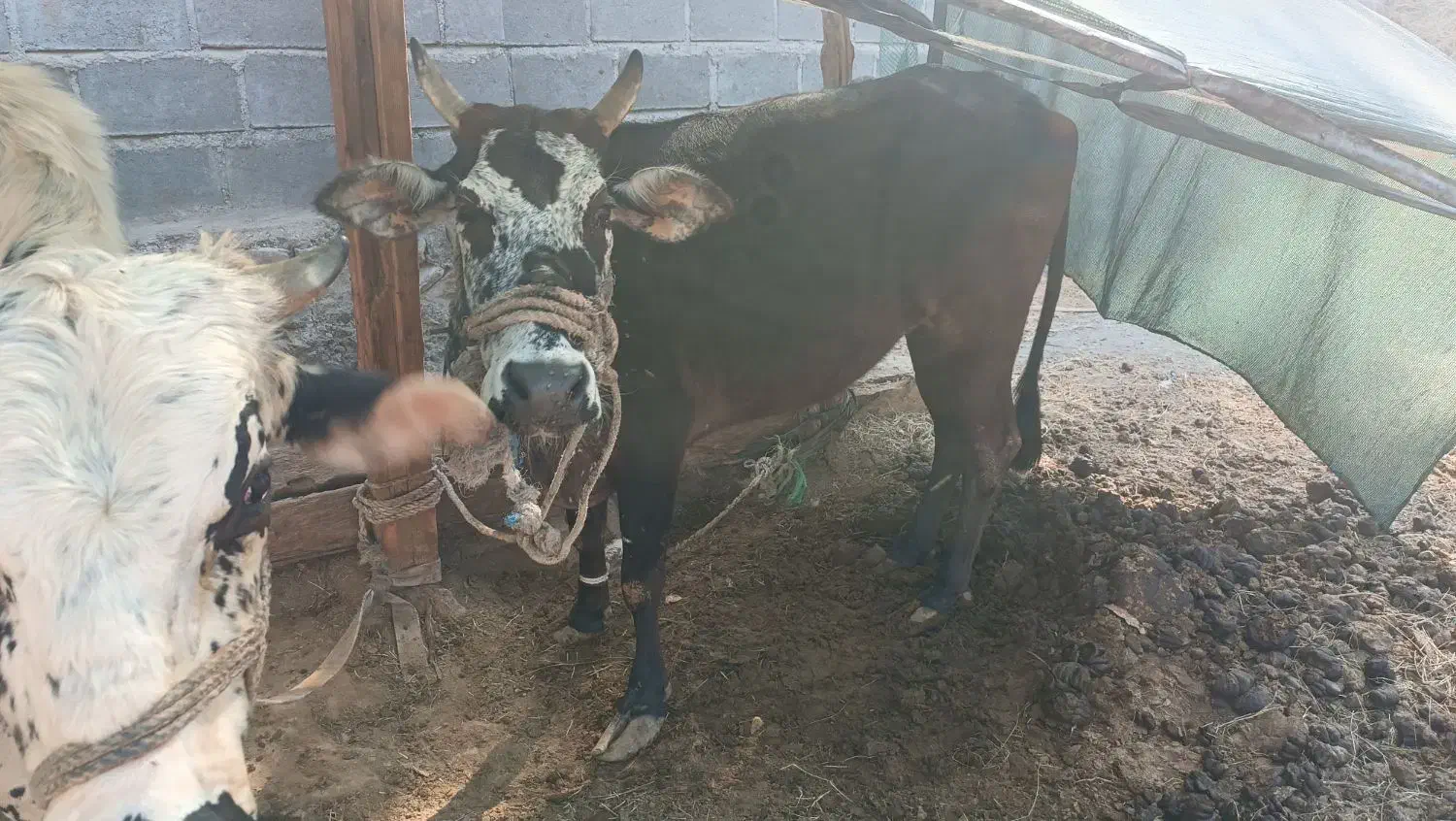 گاو|حیوانات مزرعه|بیکاه, |دیوار