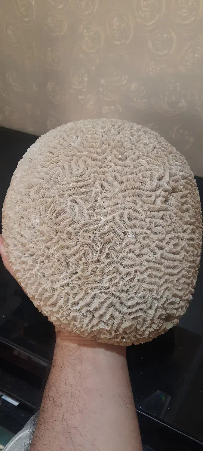 مرجان|ماهی|تهران, جیحون|دیوار