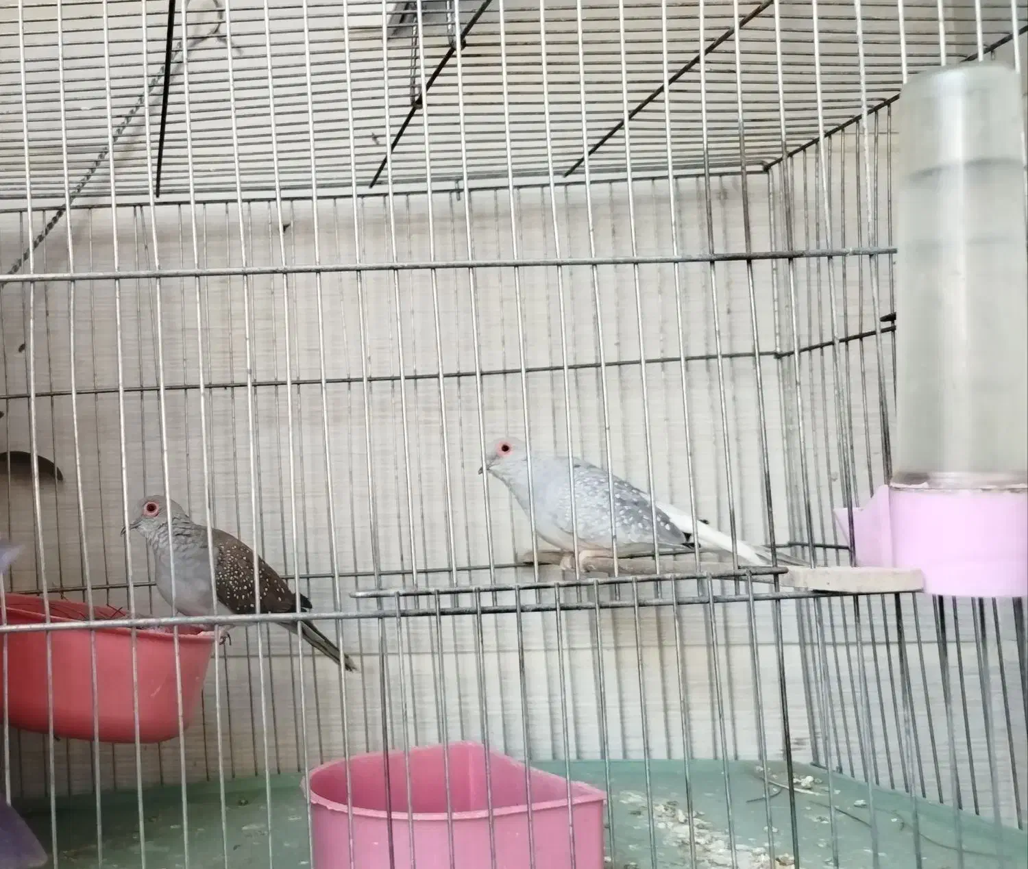 کبوتر تزئینی ۱ جفت نر و ماده جوان درشت و کشیده|پرنده|تهران, کوی بیمه|دیوار