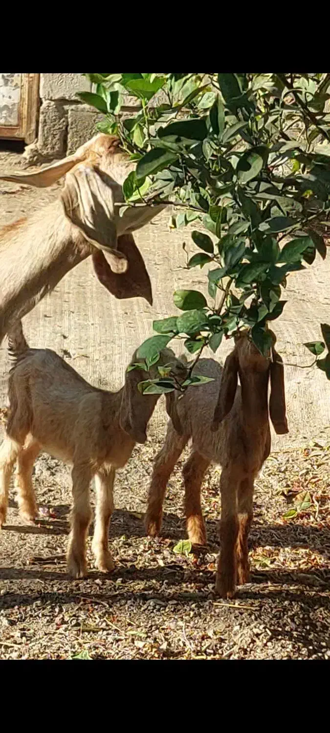 بز پاکستانی دوقلوزا با دو کهره نر ماده چراگی|حیوانات مزرعه|جیرفت, |دیوار