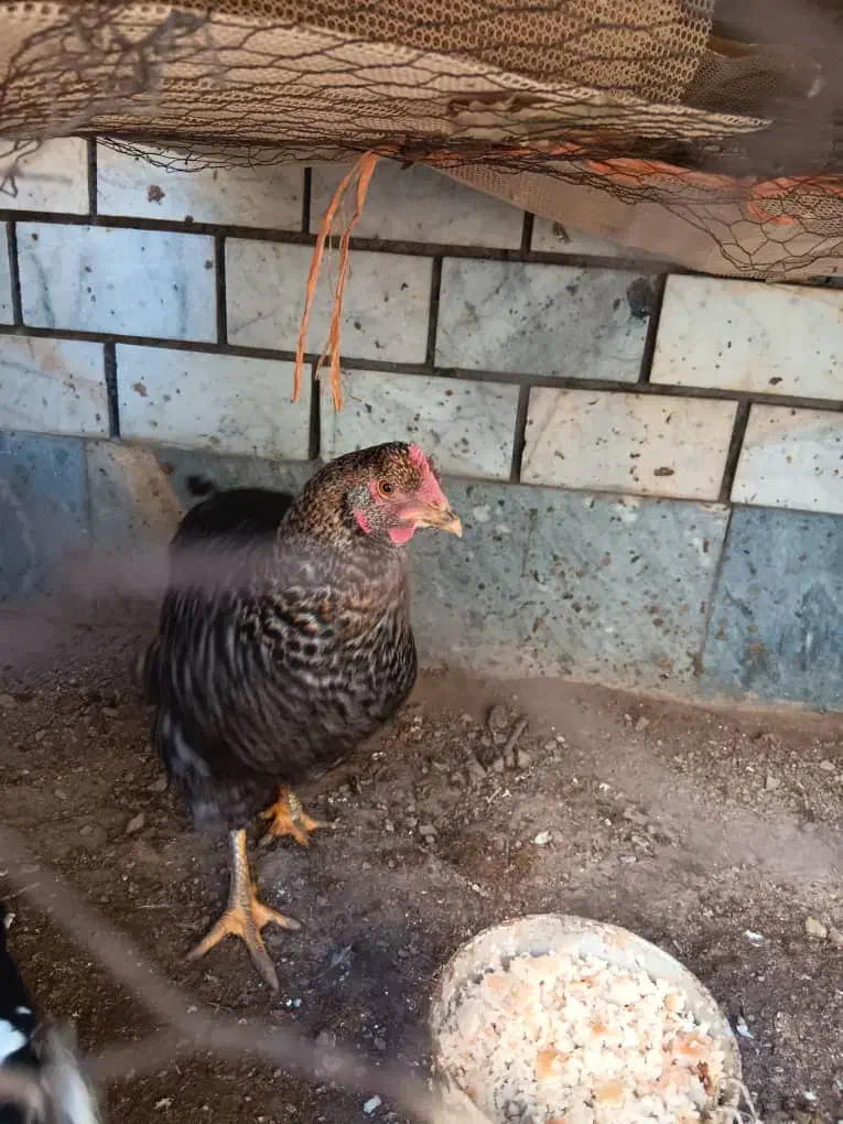 دو عدد مرغ خانگی|پرنده|تهران, افسریه جنوبی|دیوار