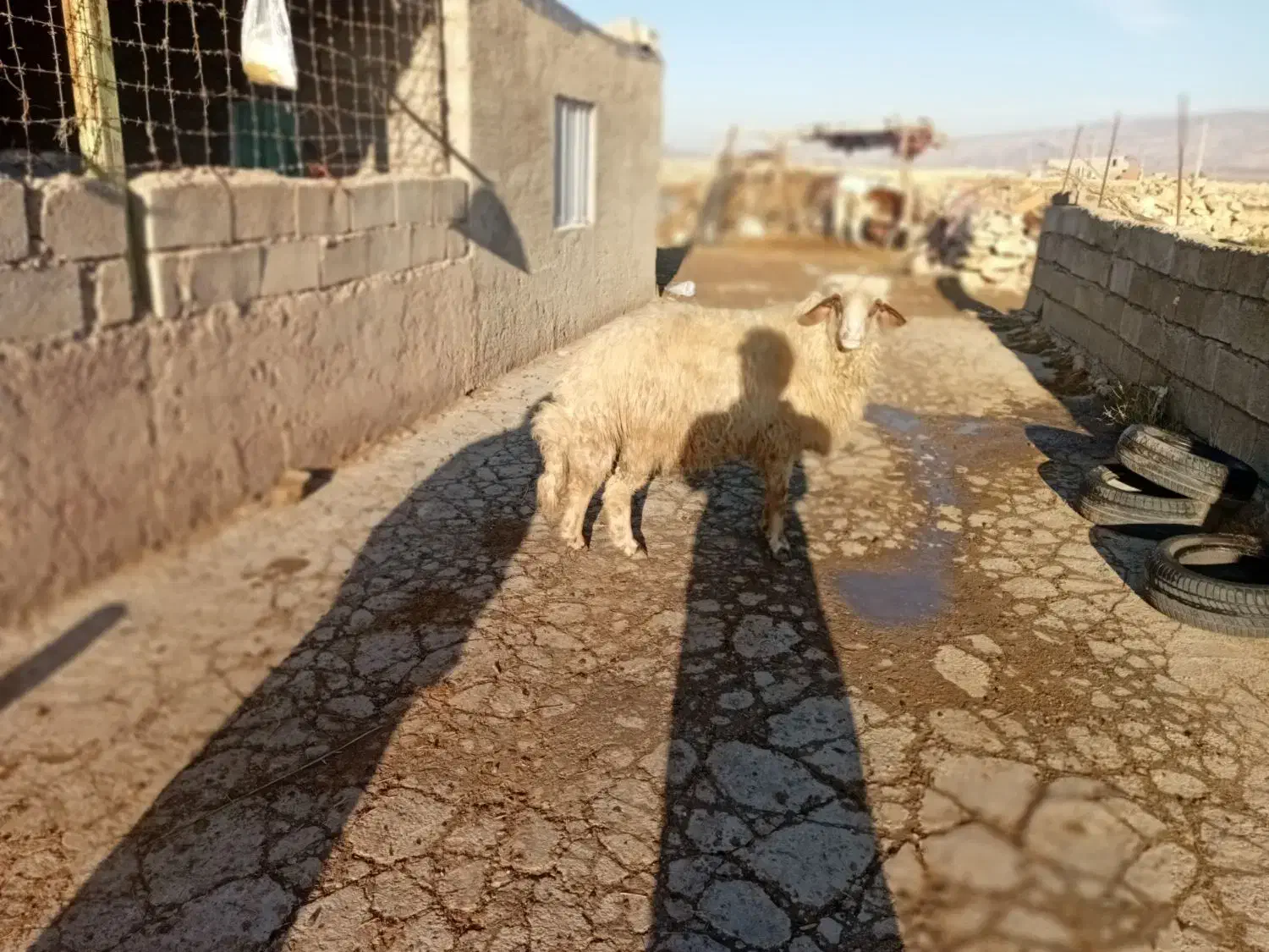 قوچ چاق جوان|حیوانات مزرعه|چرداول, |دیوار