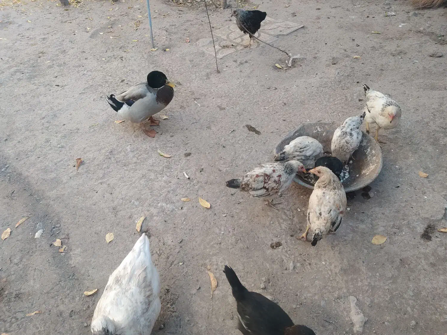 مرغابی مرغ جوجه|حیوانات مزرعه|خوی, |دیوار