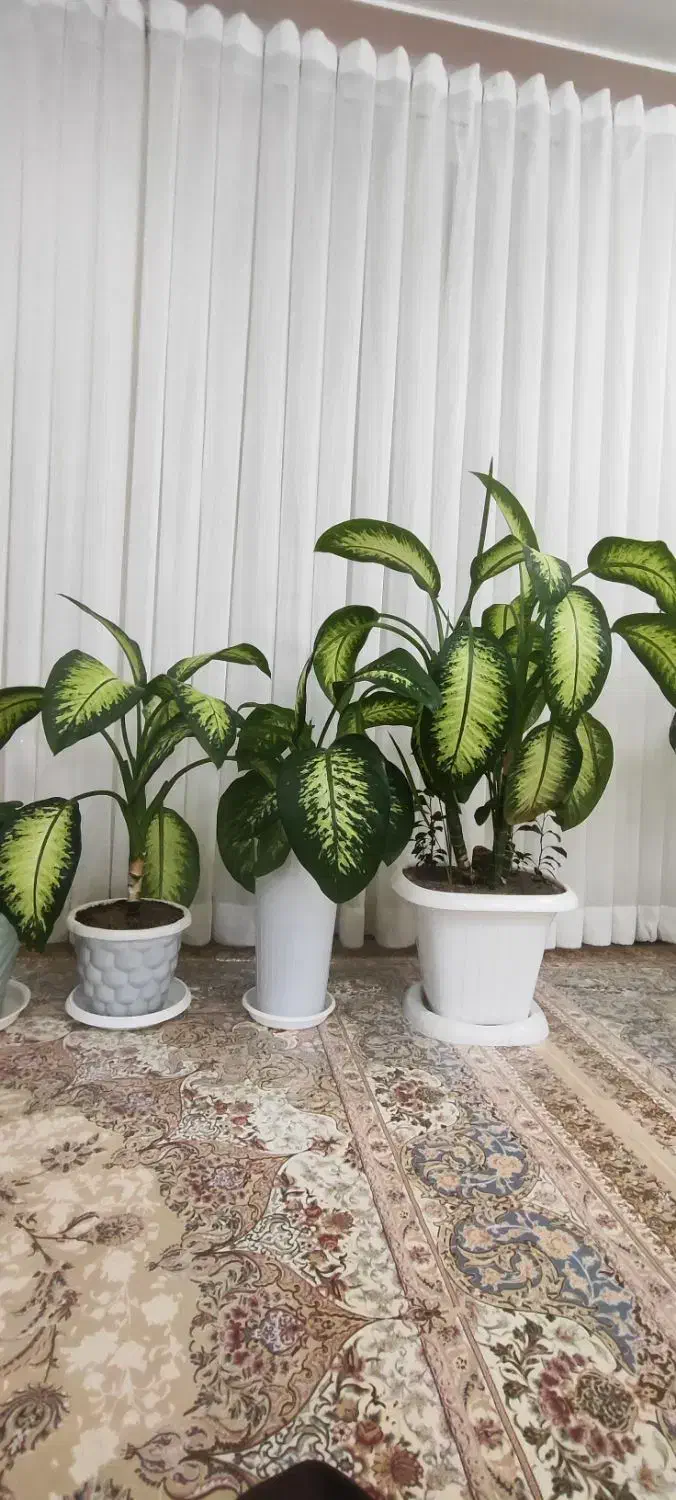 فروش گل دیفن باخیا|گل و گیاه طبیعی|سقز, |دیوار