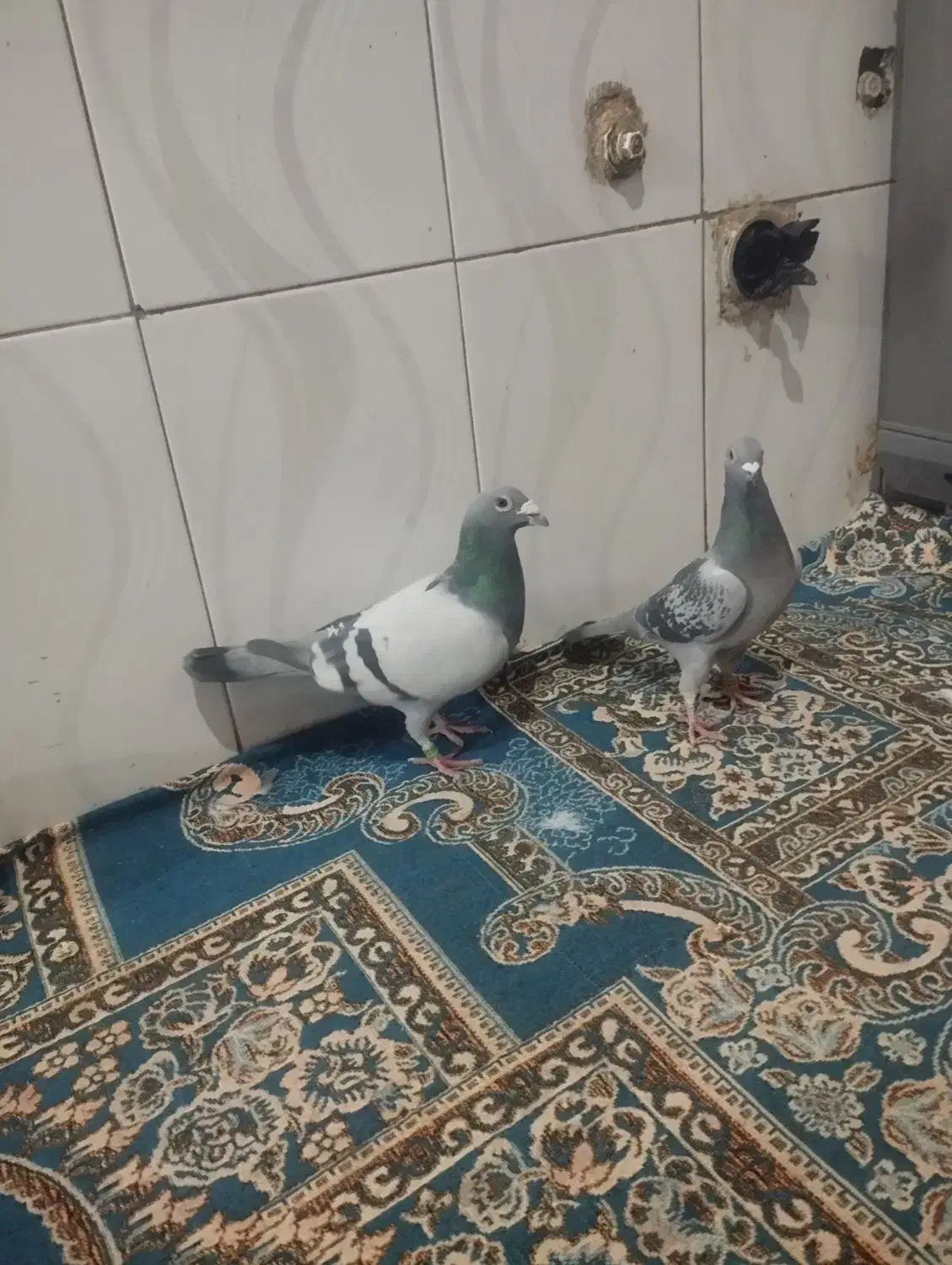 کبوتر رنگی|پرنده|پسکوه, |دیوار