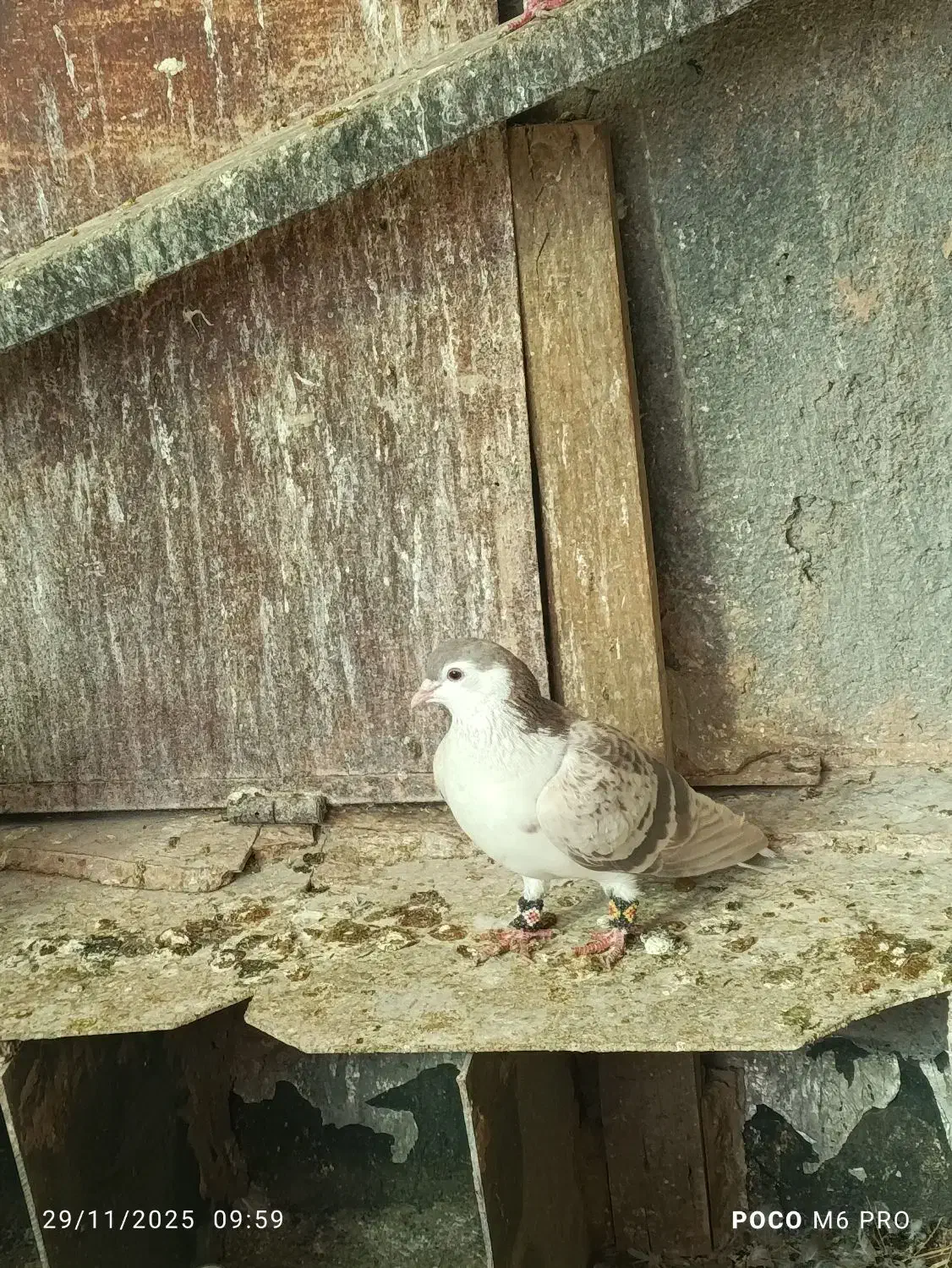 کفترساده|پرنده|پاکدشت, حصار امیر|دیوار