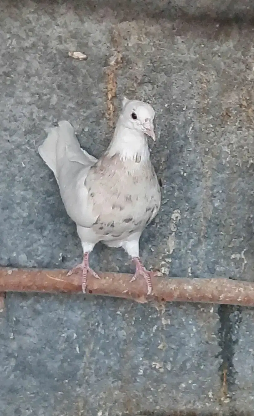 طوقی|پرنده|مبارکه, |دیوار