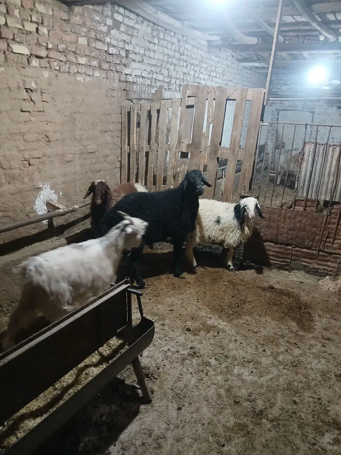 میش بره بز کره|حیوانات مزرعه|یزد, |دیوار