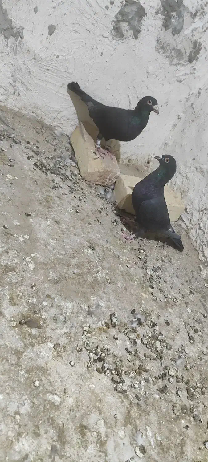 نرو ماده ذاغ|پرنده|زابل, |دیوار
