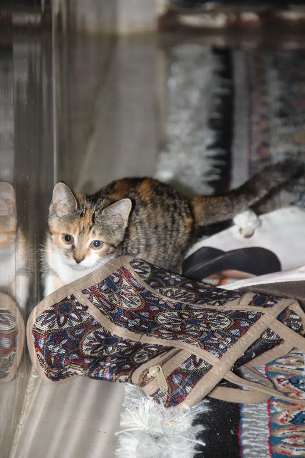 گربه گمشده|حیوانات|مشهد, رده|دیوار