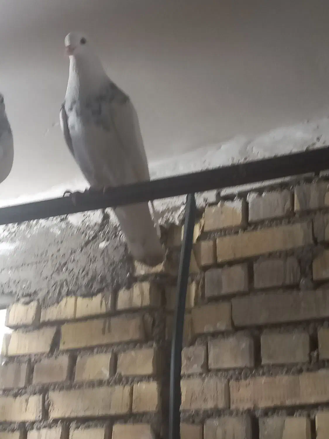 نر طوقی|پرنده|خرمشهر, |دیوار