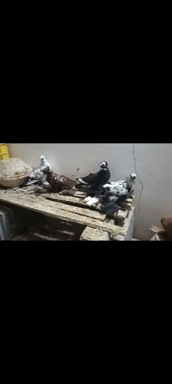 کبوتر رنگی|پرنده|بناب, |دیوار