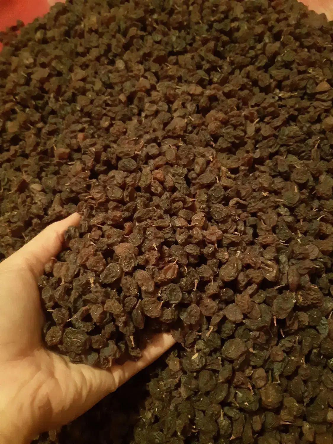 کشمش|خوردنی و آشامیدنی|باغستان, |دیوار