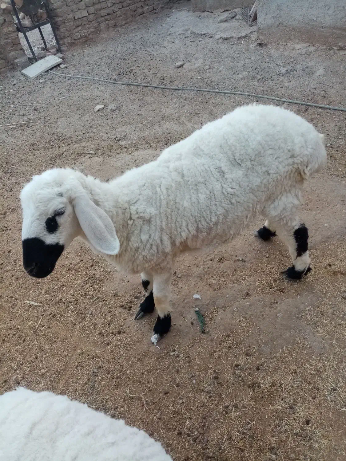 گوسفندماده|حیوانات مزرعه|کرباسک, |دیوار