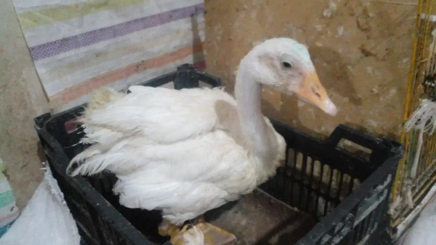 قوغاز|حیوانات مزرعه|آبادان, |دیوار