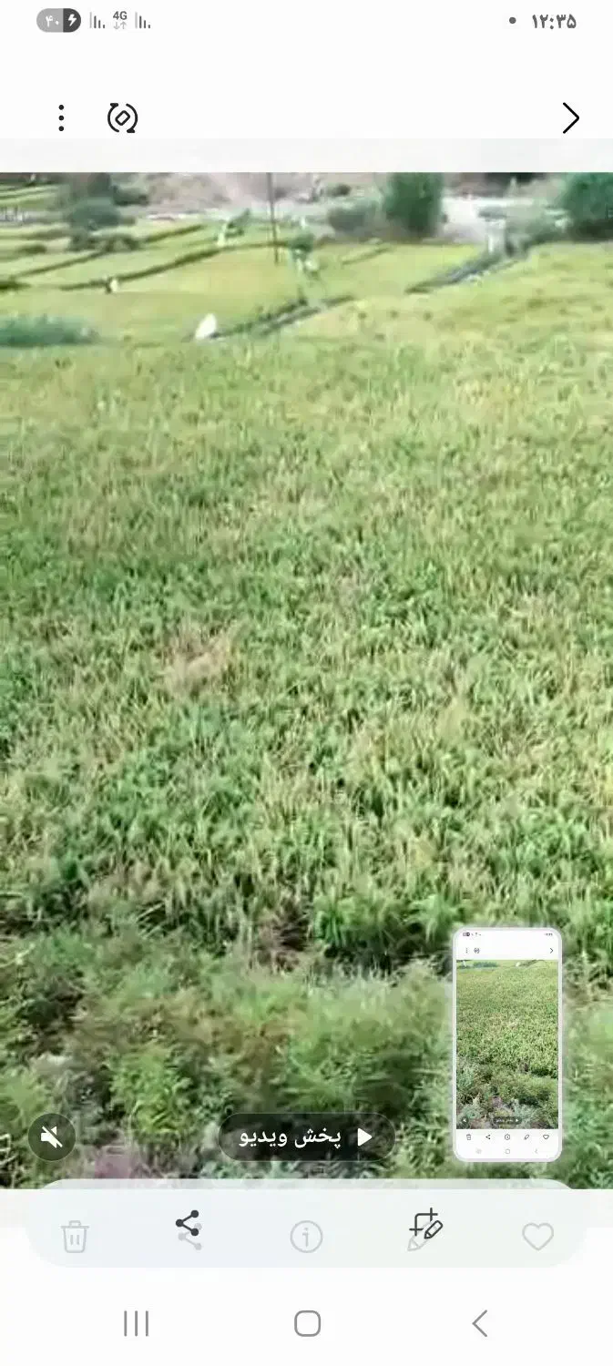 زمین برنجکاری با آب رایگان سندششدانگ بهترین لوکیشن|فروش دفتر صنعتی، کشاورزی، تجاری|سیروان, |دیوار