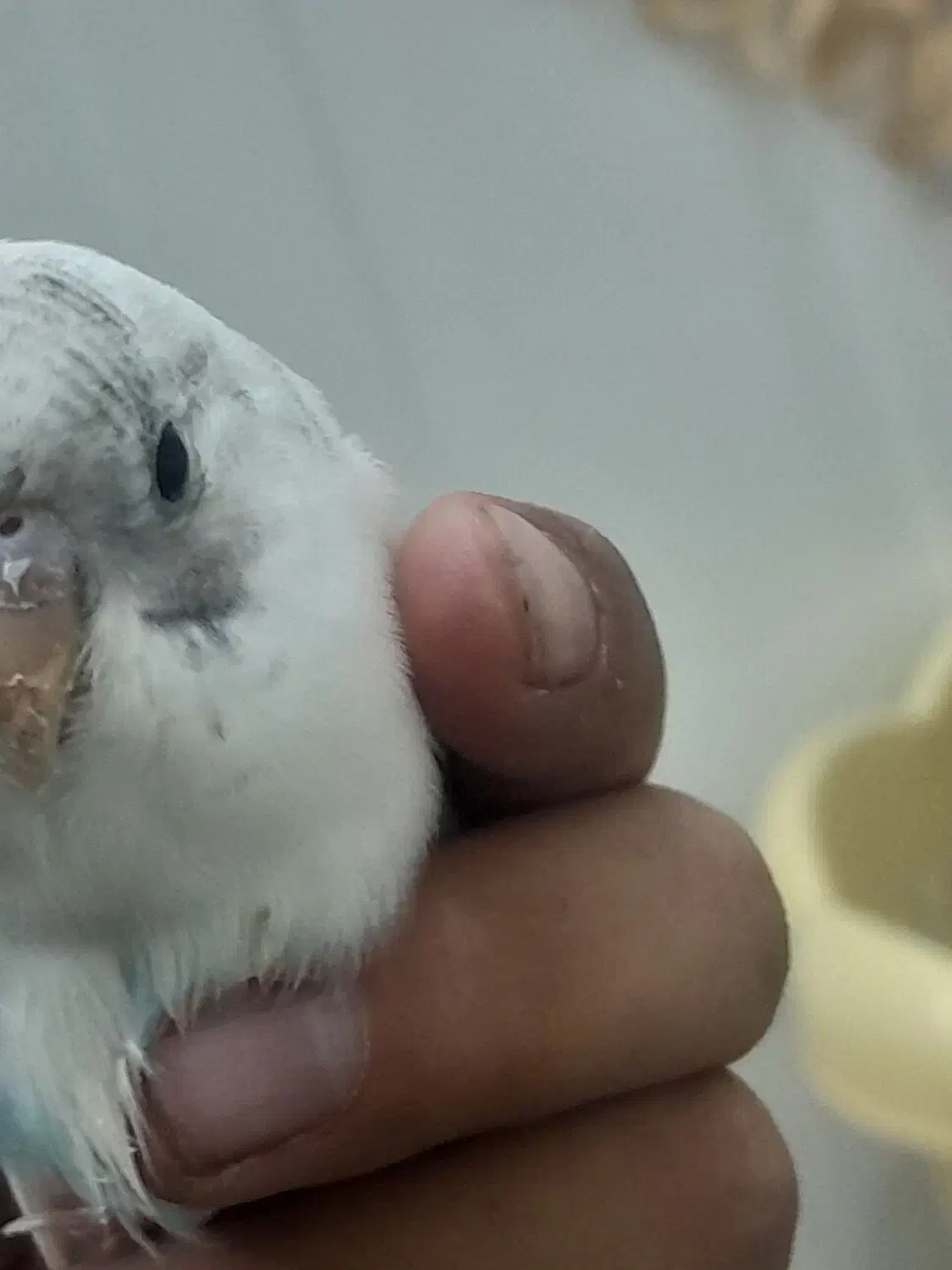 مرغ عشق|پرنده|شاهین دژ, |دیوار