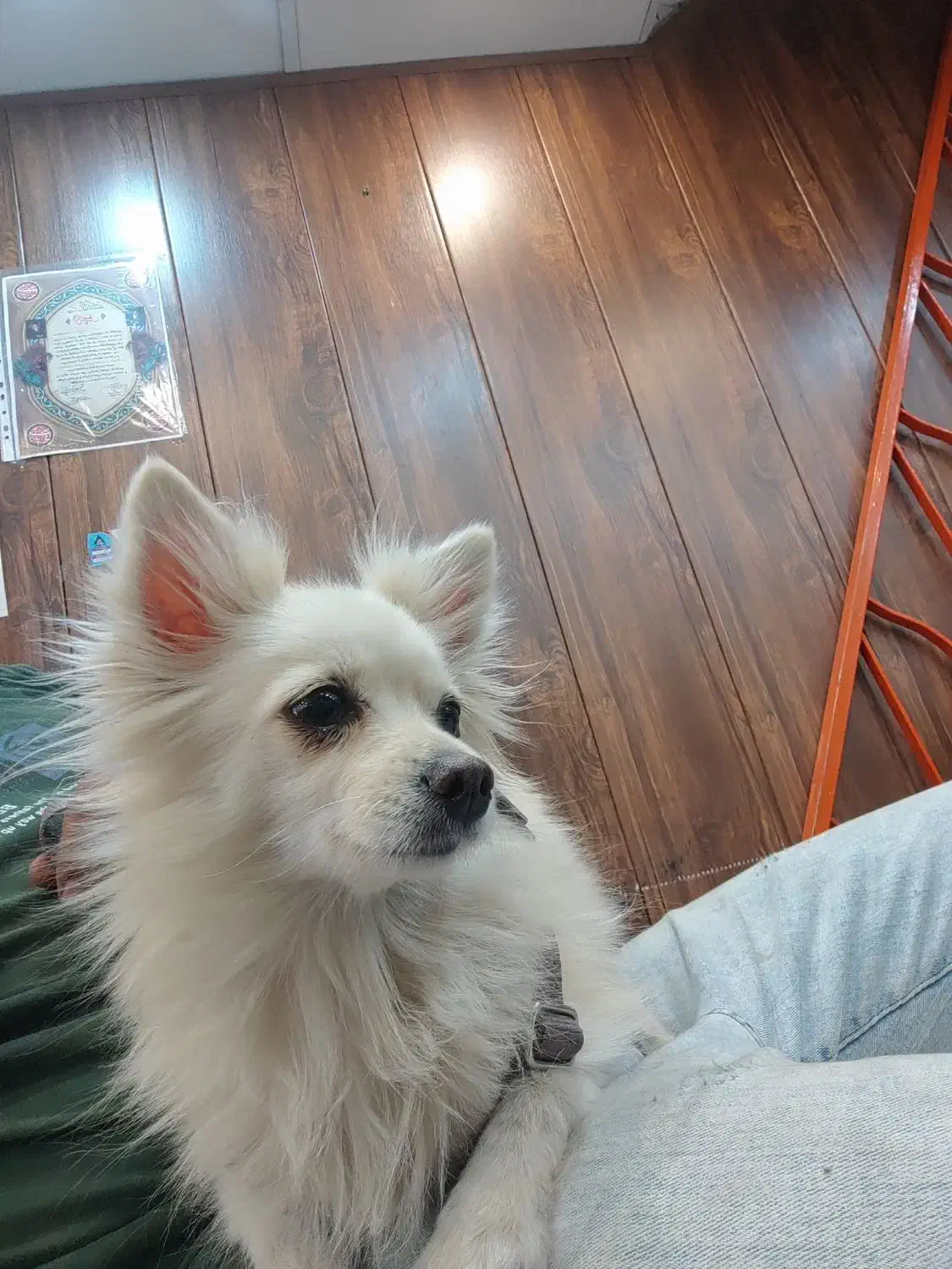 سگ پامر آشپیتز|سگ|جهرم, |دیوار