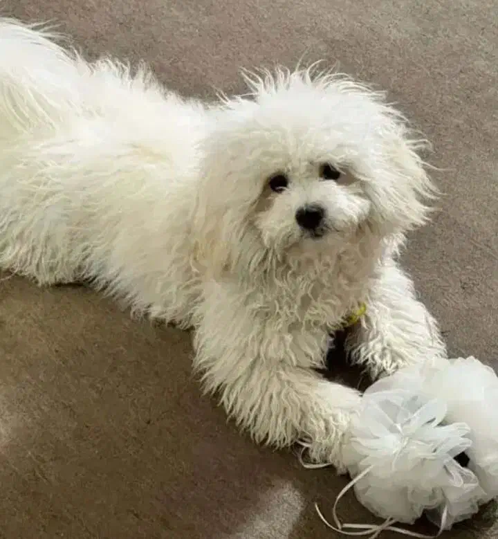 سگ شیتزو هشت ماهه|سگ|شیراز, کوشک میدان|دیوار