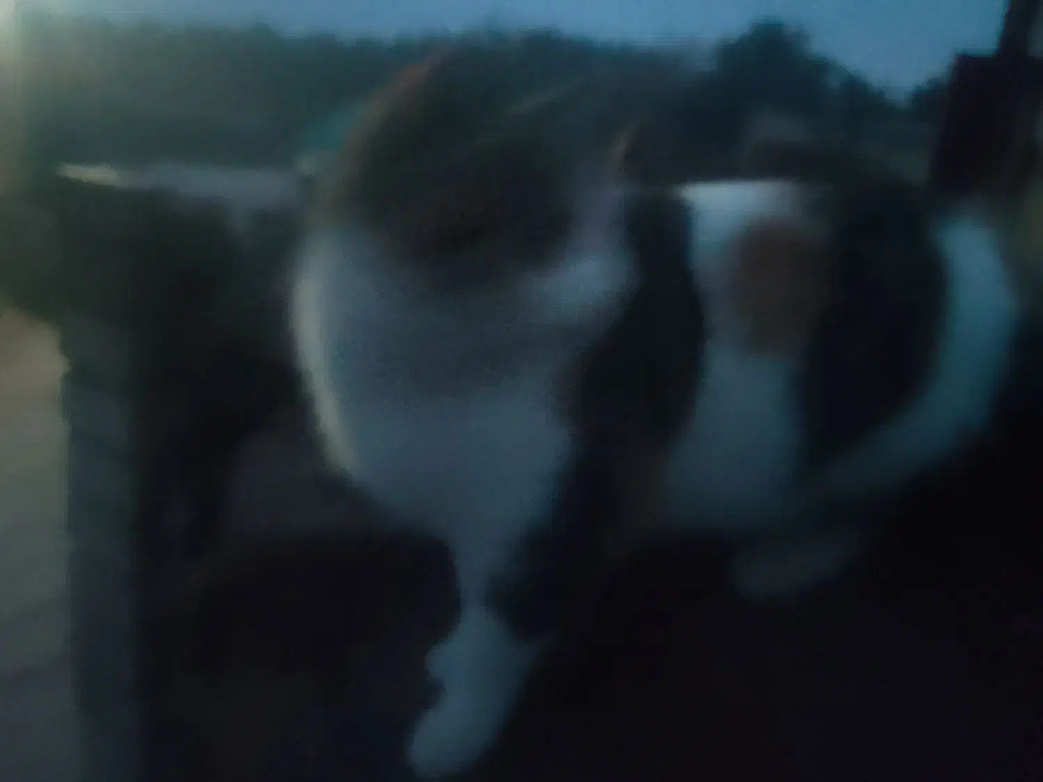 گربه خیلی خوب|گربه|گنبکی, |دیوار