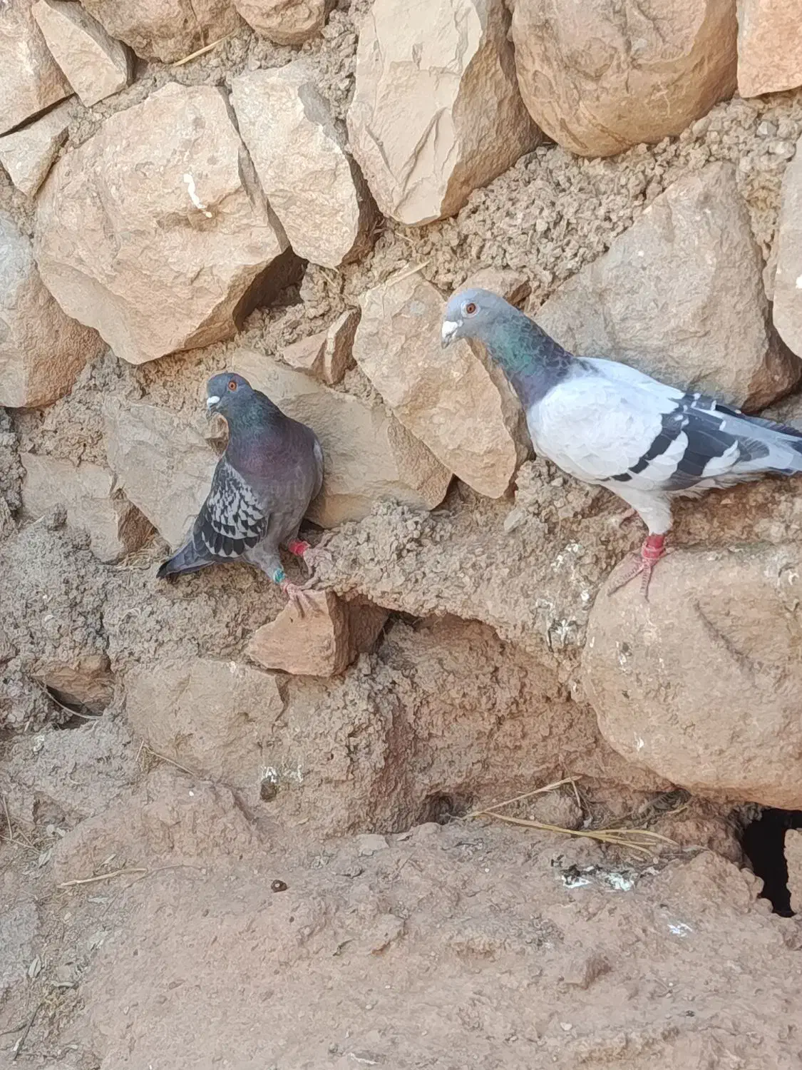 کبوتر|پرنده|آبدانان, |دیوار