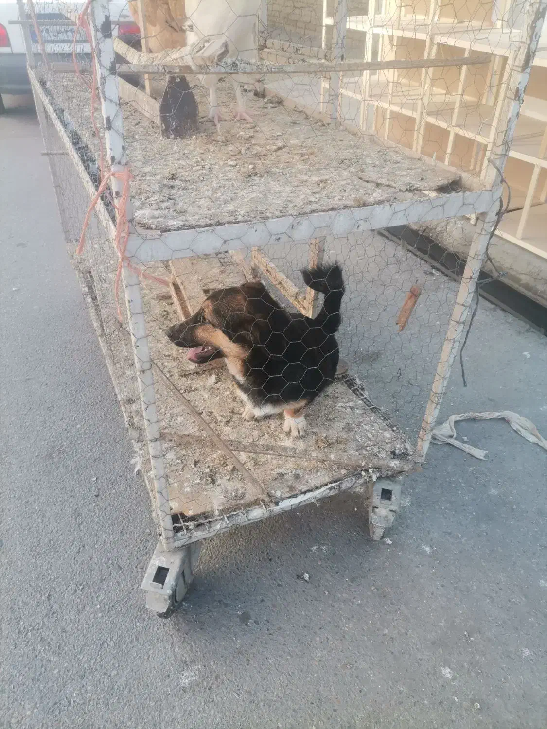 سگ پیدا کردم|حیوانات|گنبد کاووس, |دیوار