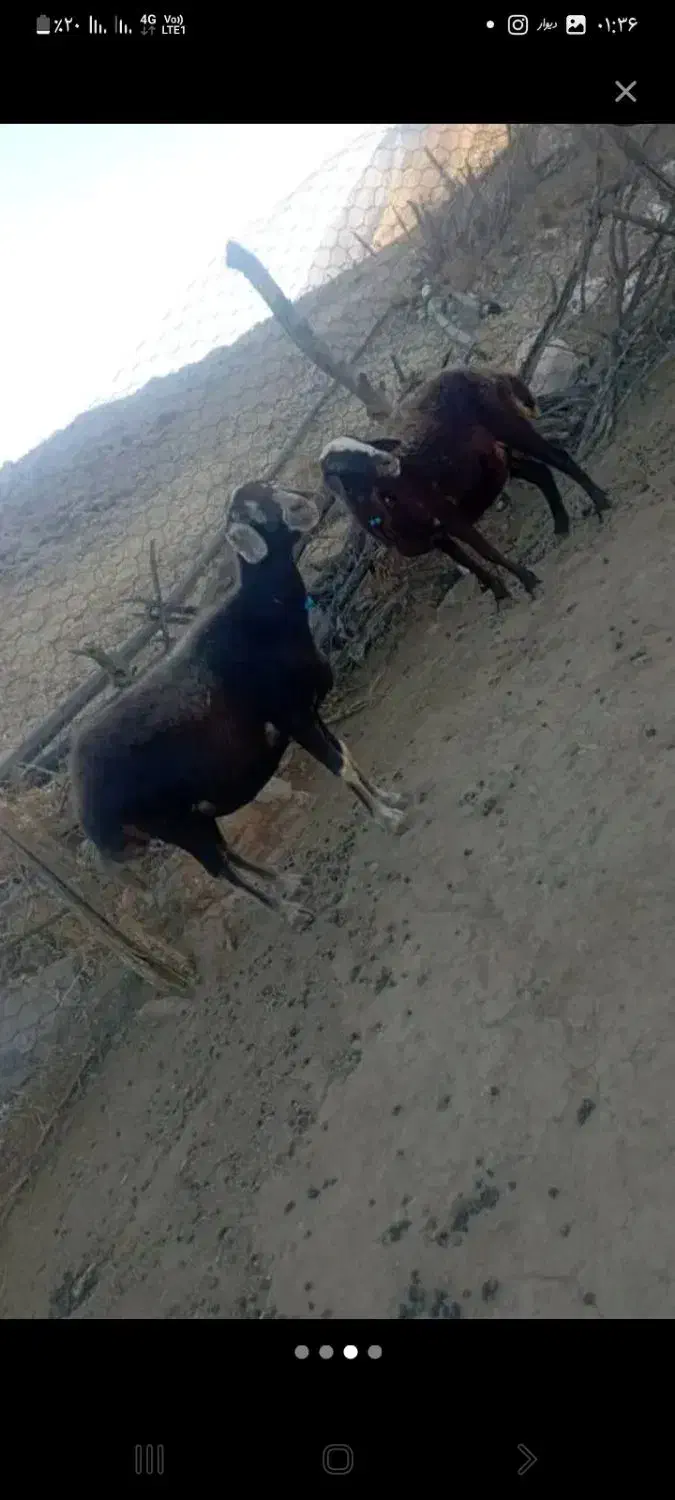 میش ابستن داشتی|حیوانات مزرعه|سیلاخور, |دیوار