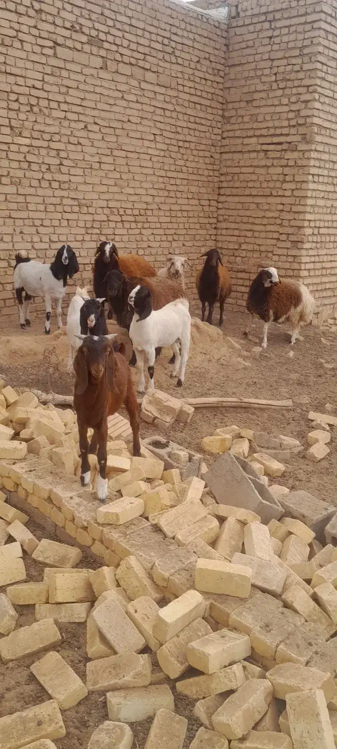 بره و بوزغاله|حیوانات مزرعه|جرقویه, |دیوار