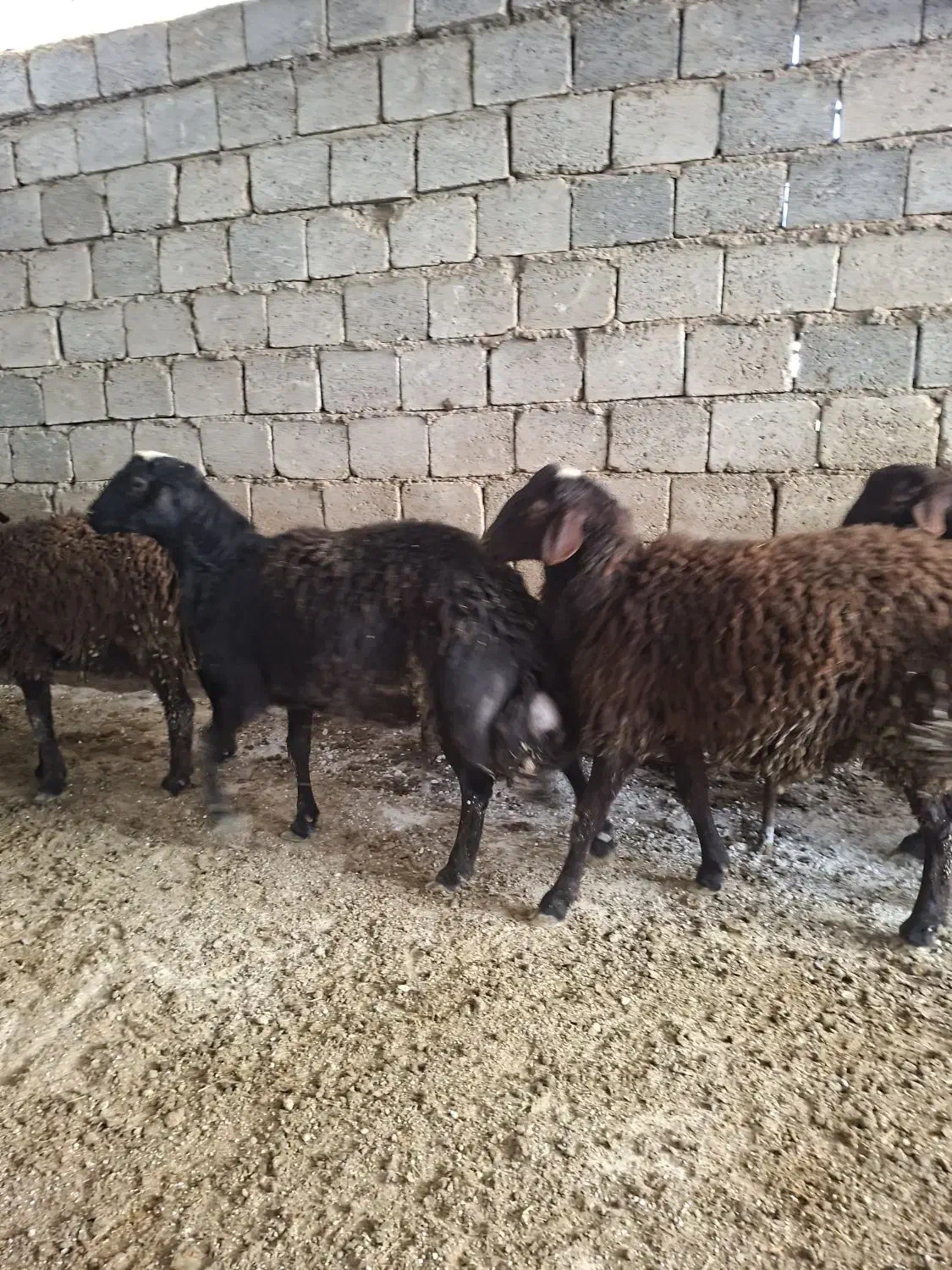 گوسفند|حیوانات مزرعه|عسگران, |دیوار