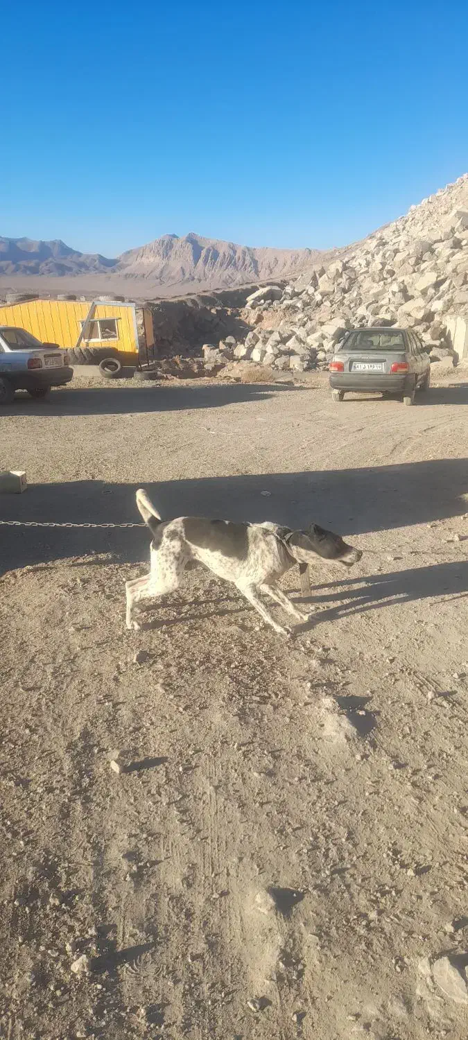 سو قدیم|سگ|برزک, |دیوار