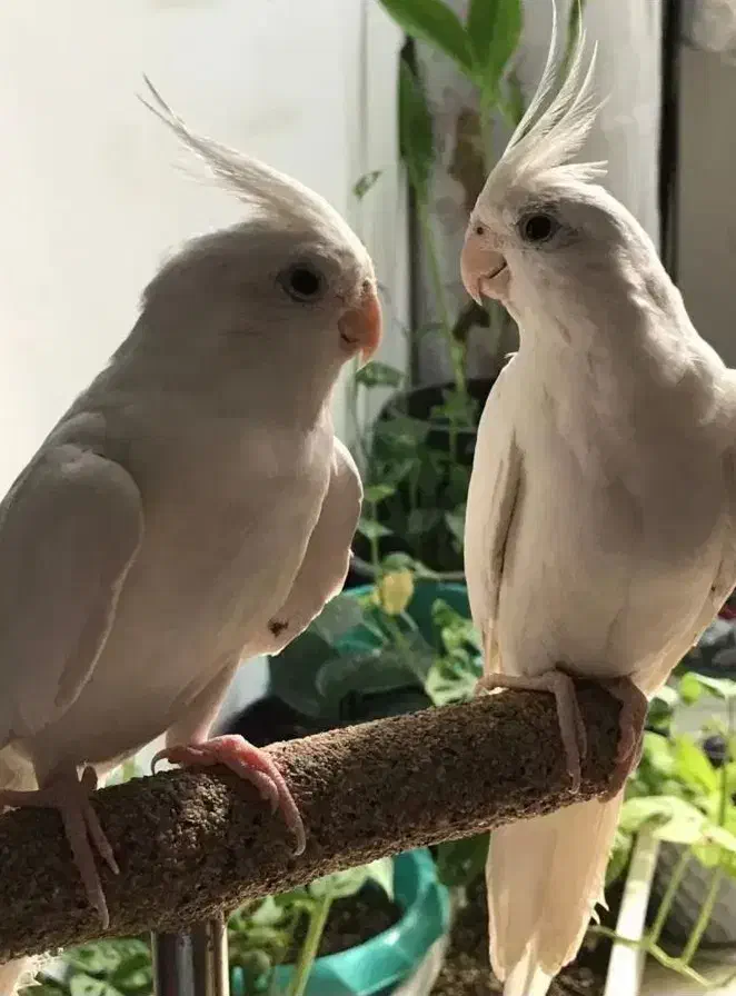 عروس هلندی آلبینو جفت جوان مولد نر ماده|پرنده|قم, چهار مردان|دیوار