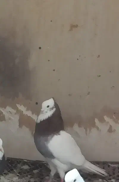 طوقی نر|پرنده|نقده, |دیوار