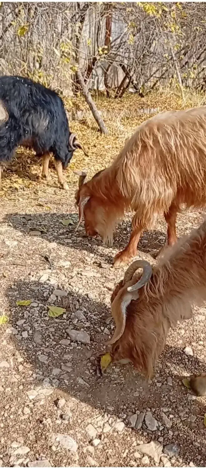 فروش فوری 5 عدد بز محلی با هم|حیوانات مزرعه|جوانرود, |دیوار