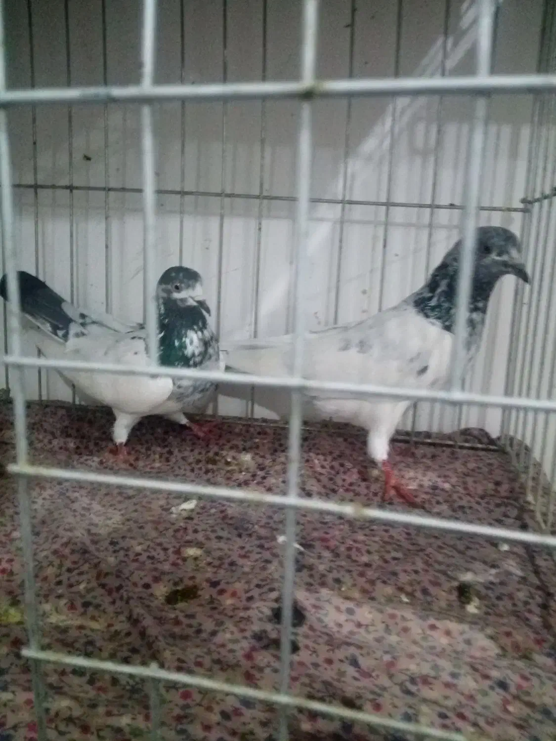 چند جفت کفتر ناب|پرنده|پارس‌آباد, |دیوار