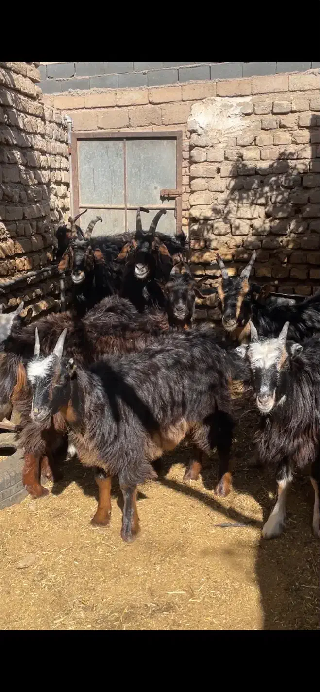 بره.بزغاله.میش.بز.گوسفند|حیوانات مزرعه|گرمسار, |دیوار