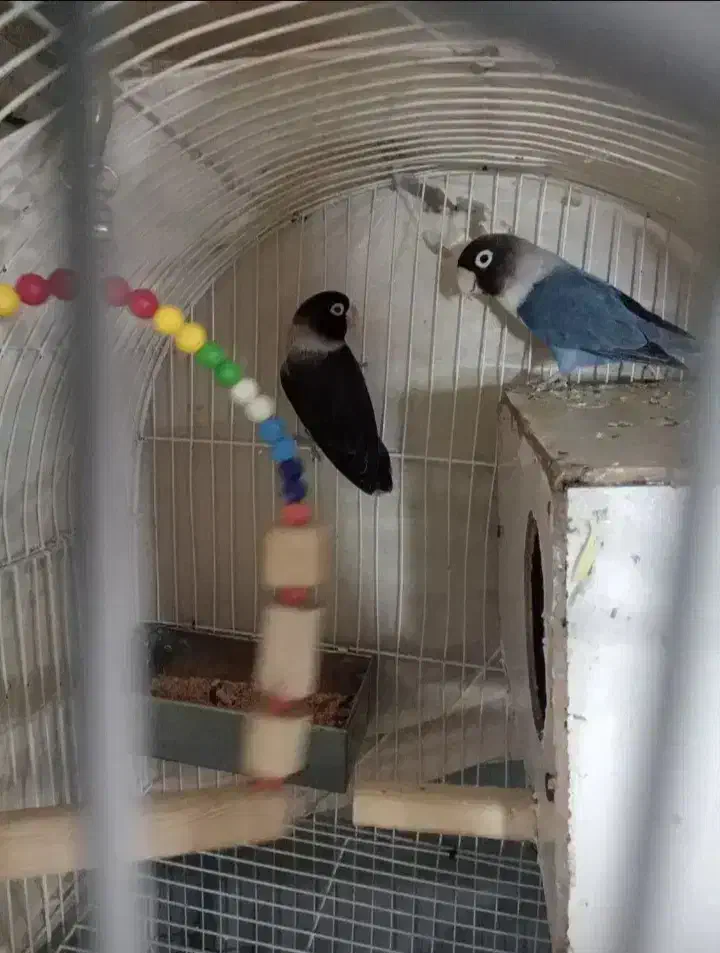 طوطی برزیلی|پرنده|تهران, گلاب دره|دیوار