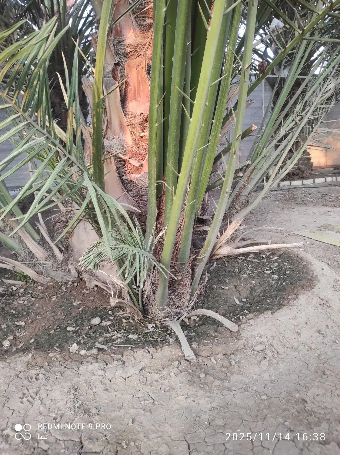 پاجوش نخل برحی|گل و گیاه طبیعی|خرمشهر, |دیوار