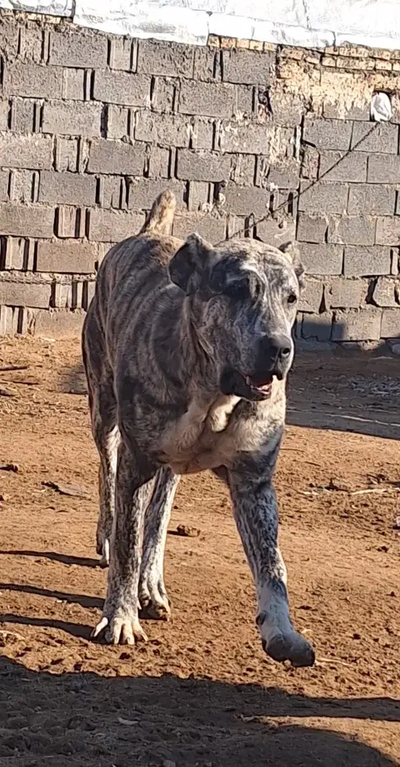 سگ افغان|سگ|مشهد, شهید بهشتی|دیوار