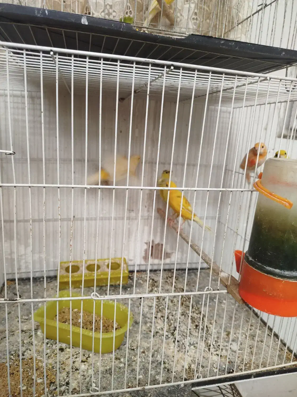 قناری ماده|پرنده|رفسنجان, |دیوار