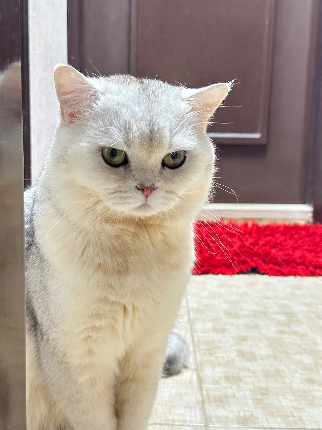 جفت گیری گربه نر|گربه|بندر انزلی, سپه|دیوار