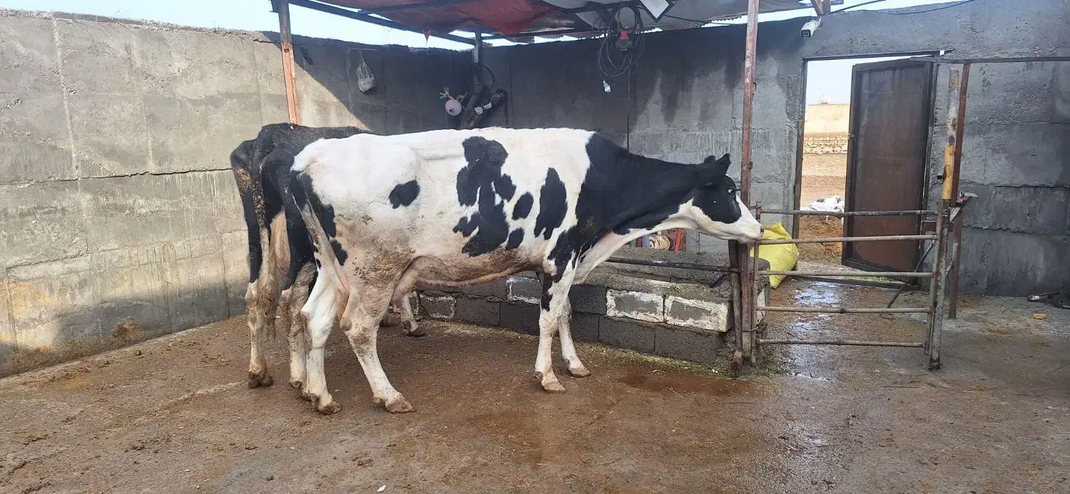 گاوشیری بانامه دکتر۲ماه کل ۲۲کیلوبه شرط شیر|حیوانات مزرعه|کوهدشت, |دیوار